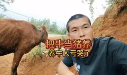 在线观看哭泣的牛,探寻哭泣牛的感人故事