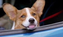 狗仔如何爆料狗粮视频讲解