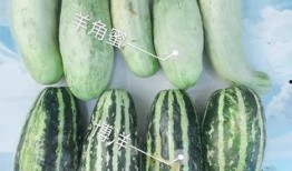 怎么吃网红瓜,轻松解锁美食新体验