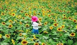 迟开的向日葵在线观看,探寻心灵绽放的奇迹之旅