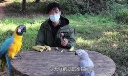 啄木鸟师傅爆料视频大全