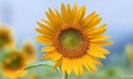 迟开的向日葵在线观看,探寻心灵绽放的奇迹之旅