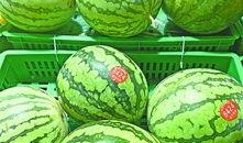 武都城网红吃瓜,揭秘幕后故事与热门话题