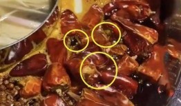 火锅店真实爆料视频下载,真实爆料视频曝光惊人内幕