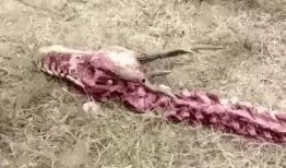 美国八爪鱼爆料事件视频