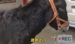 大驴截图爆料梦想哥视频,大驴截图爆料背后的视频真相