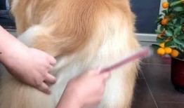 狗仔如何爆料狗粮视频讲解