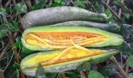 武都城网红吃瓜,揭秘幕后故事与热门话题