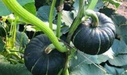 网红陈妮妮吃瓜事件,揭秘网红圈内的真实风波