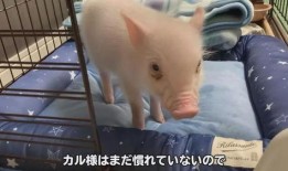 可爱小猪视频在线观看,可爱小猪视频在线观看，萌趣瞬间尽收眼底