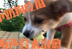 娱乐吃瓜菌小狗视频下载,揭秘小狗视频下载背后的秘密