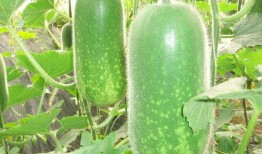 网红蔡二哥吃瓜图片大全,网红美食大揭秘